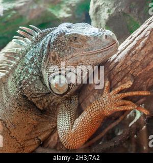 close up image of an iguana sitting on a timber Stock Photo