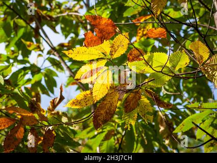 Twigs of an American chestnut (Castanea dentata) in peak fall foliage, with leaves in golden, yellow and brown shades. Moore State Park, Paxton, MA Stock Photo