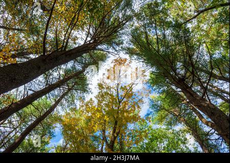 The canopy of an oak-hickory forest, with white pine trees mixed in. Foliage in fall colors. Moore State Park, Paxton, MA, US Stock Photo