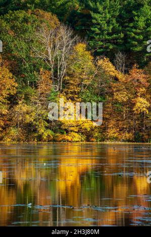 Scenic view of the Eames Pond, in Moore State Park, MA. Downed log on ...