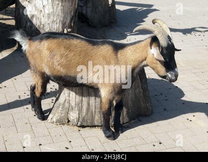 African Dwarf Goat Stock Photo