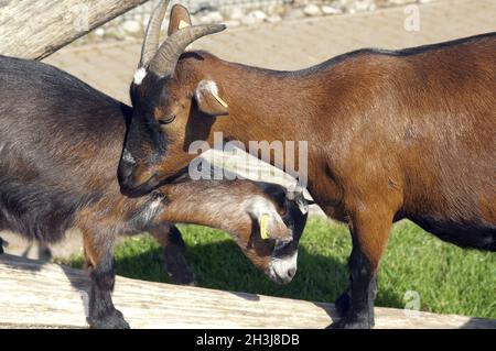 African Dwarf Goat Stock Photo