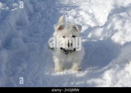 West, Highland, White, Terrier Stock Photo