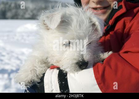 West, Highland, White, Terrier Stock Photo