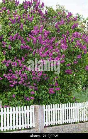 Garten-Flieder, Flieder, Blüte, Blüten, blühend, Gemeiner Flieder, Gartenflieder, Syringa vulgaris, Common Lilac, French Lilac, Le lilas commun, lilas Stock Photo