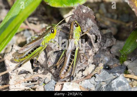 Gemeiner Grashüpfer, Männchen (links) und Weibchen (rechts), Paar, Pärchen, Balz, Pseudochorthippus parallelus, Chorthippus parallelus, Chorthippus lo Stock Photo