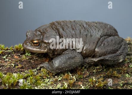 Kroete, Bufo bufo, Stock Photo