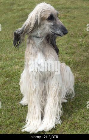 Afghan; Afghan; greyhound; dog; Stock Photo