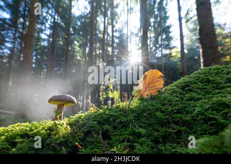 Morning fog in a forest with an autumn leaf and a heart shaped hole, beautiful nature in the fall season. Stock Photo