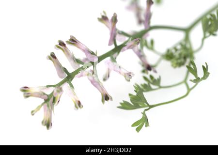 Erdrauch; Fumaria, Officinalis Stock Photo