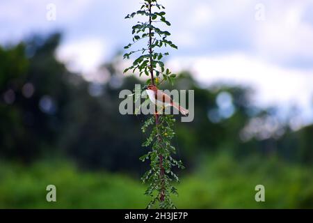 Selective focus of the small Yellow-eyed babbler bird perching on the tree branch Stock Photo