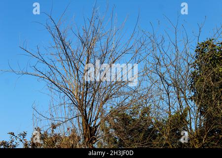a view of old tree without any leaves Stock Photo