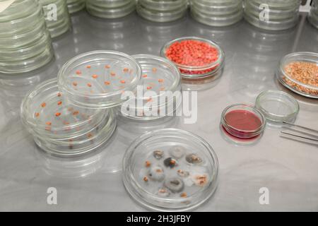 Petri dish. Microbiological laboratory. Mold and fungal cultures. Bacterial research Stock Photo