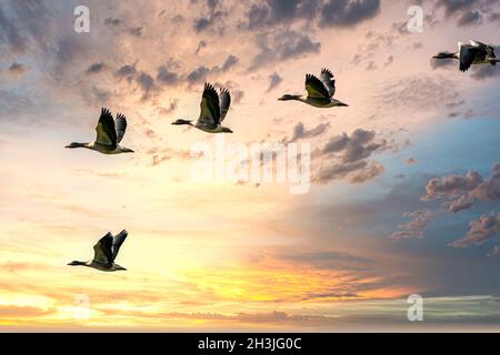 Flock detailed Geese flying in a beautiful blue sky. birds flying in the shape of v on the cloudy sunset sky. background, copyspace. Stock Photo