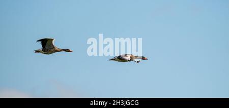 Two detailed Geese flying in a beautiful blue sky. birds flying in the shape of. Animal themes, background, copy-space. Panorama, web banner or social Stock Photo