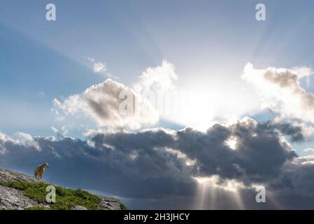 Sheep stands on the mountain ridge. Dramatic sky in the background. Sun rays break through the clouds. Stock Photo