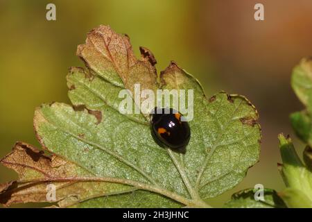 Harlequin ladybird (Harmonia axyridis f. conspicua). Autumn, on a Redflower currant leaf. Dutch garden. October, Netherlands Stock Photo