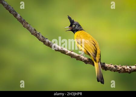 Image of Black-crested Bulbul( Rubigula flaviventris) perched on a branch on nature background. Bird. Animals. Stock Photo