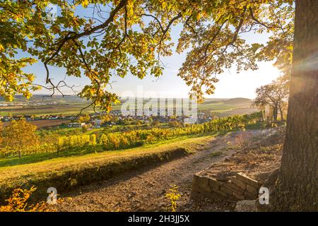 View through autumnal tree branches onto scenic vineyard, village, and valley at sunset in Southern Germany Stock Photo