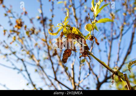 A dry branch and withered leaves on a fruit tree, close-up. Outdoor. The concept of garden pests and droughts. Bottom view. Stock Photo