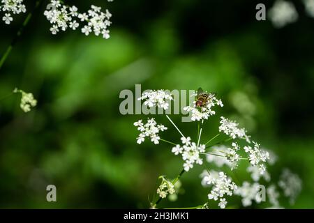 Hover fly (Syrphus ribesii) sat on cow parsley (Anthriscus sylvestris) Stock Photo