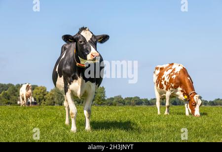 Cows in a field, black and white dreamy looking, blue sky, more cows in the background, horizon over land Stock Photo