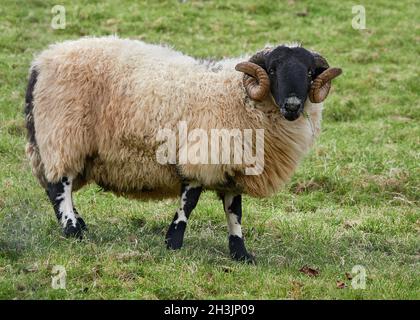 Fine Scottish Black-faced sheep on a farm in Devon UK Stock Photo