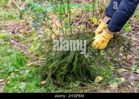 Shelter of roses with spruce branches. Spruce branches in the hands of a gardener Stock Photo
