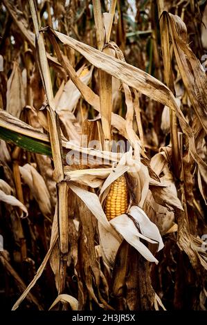 Sweet corn in field to used as animal feed Stock Photo