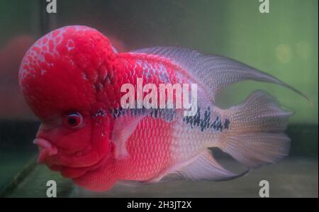 Flower Horn Cliched fish in the aquarium Stock Photo