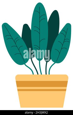 House plant for home garden, houseplant pot in a flat style, isolated on white background. Stock Vector
