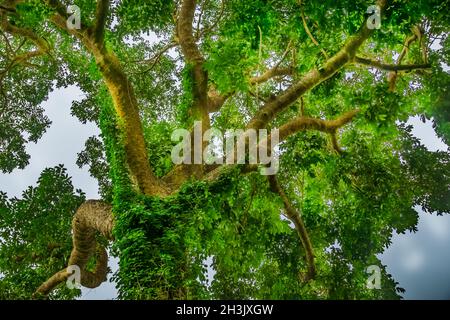 Looking up at a beautiful green colored tree Stock Photo