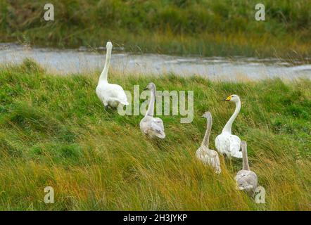 A rare breeding pair of Whooper Swans in Glen Strathfarrar, Highlands of Scotland  with their three well grown cygnets walking through grassland towar Stock Photo