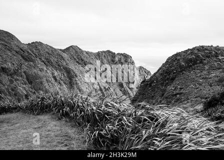 Waitakere Ranges Regional Park, Auckland. Mercer Bay Loop Walk Stock Photo