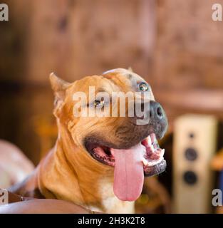 Close up portrait of staffordshire terrier. Stock Photo