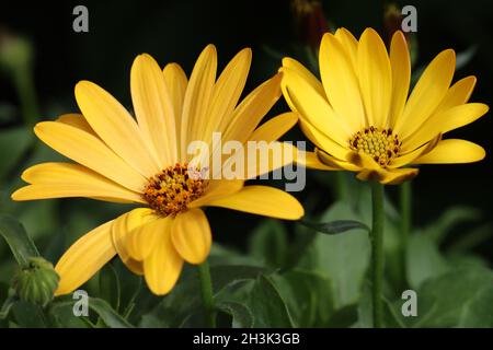 close-up of two beautiful yellow osteospermum flowers against a dark and green background, side view Stock Photo