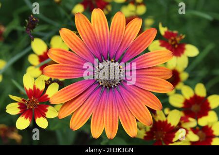 close-up of a colorful osteospermum blossom against a blurry background consisting of green leaves and red-yellow coreopsis flowers, view from above Stock Photo