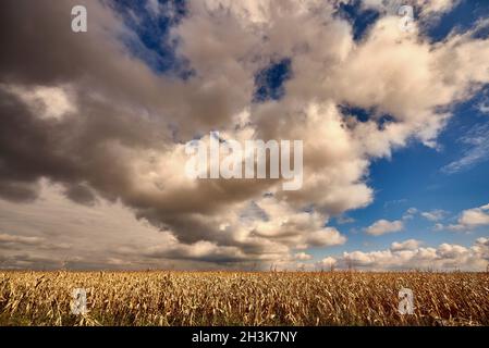 Stormy sky with clouds in the corn field. Stock Photo