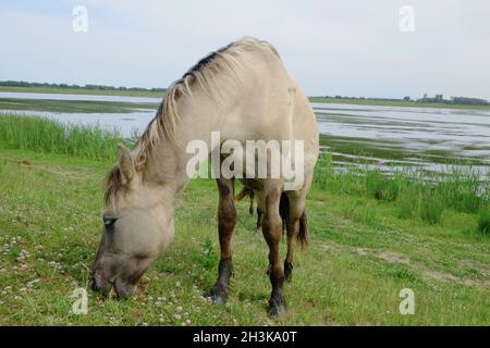 Grey-Brown horse in the open grass field near water Stock Photo