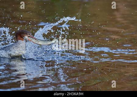 Goose Merganser Stock Photo