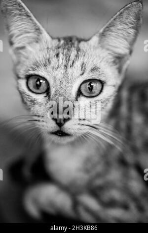 Closeup beautiful cat Stock Photo