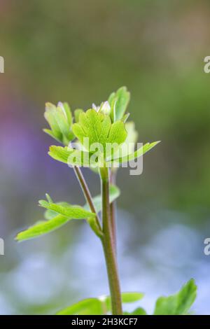 aquilegia leaves Stock Photo