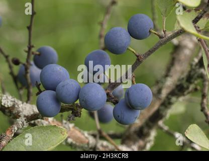 Wild blue plum berries on branches in the summer garden. Stock Photo