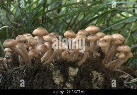 Mushrooms, growing on a tree trunk covered by moss in the autumn forest. Stock Photo