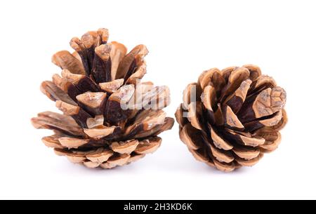 Dry pine cones isolated on white background. Stock Photo