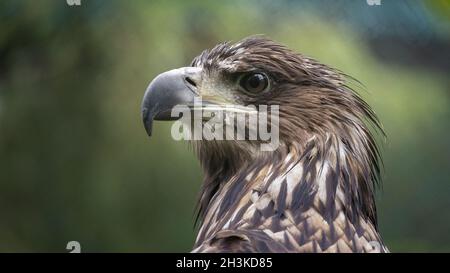 White-tailed eagle Stock Photo