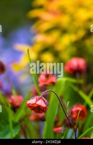 geum rivale in bud waiting to flower Stock Photo