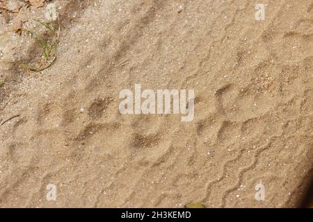 Tiger foot marks used to locate tiger in Kanha National Park, Madhya Pradesh, India. Stock Photo