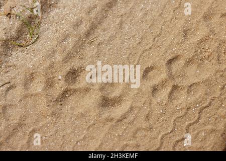 Tiger foot marks used to locate tiger in Kanha National Park, Madhya Pradesh, India. Stock Photo