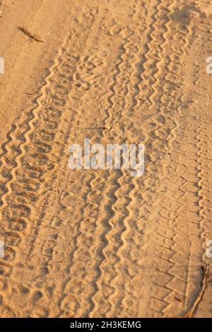 Tiger foot marks used to locate tiger in Kanha National Park, Madhya Pradesh, India. Stock Photo